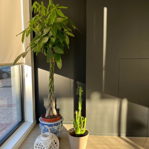 imag Clínica 512 15